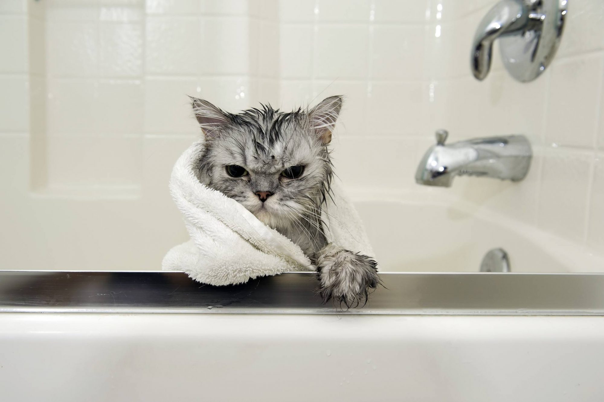 Kedilerde banyodan sonraki tehlike